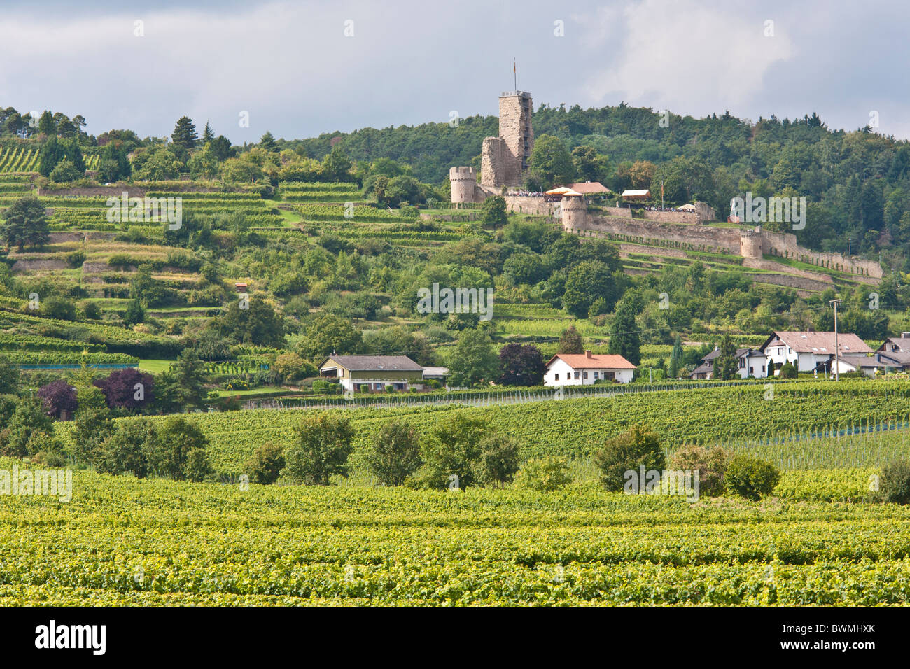Vignes, PRÈS DE WACHENHEIM, ruine du château WACHTENBURG, ROUTE DES VINS, Palatinat, Rhénanie-Palatinat, Allemagne Banque D'Images