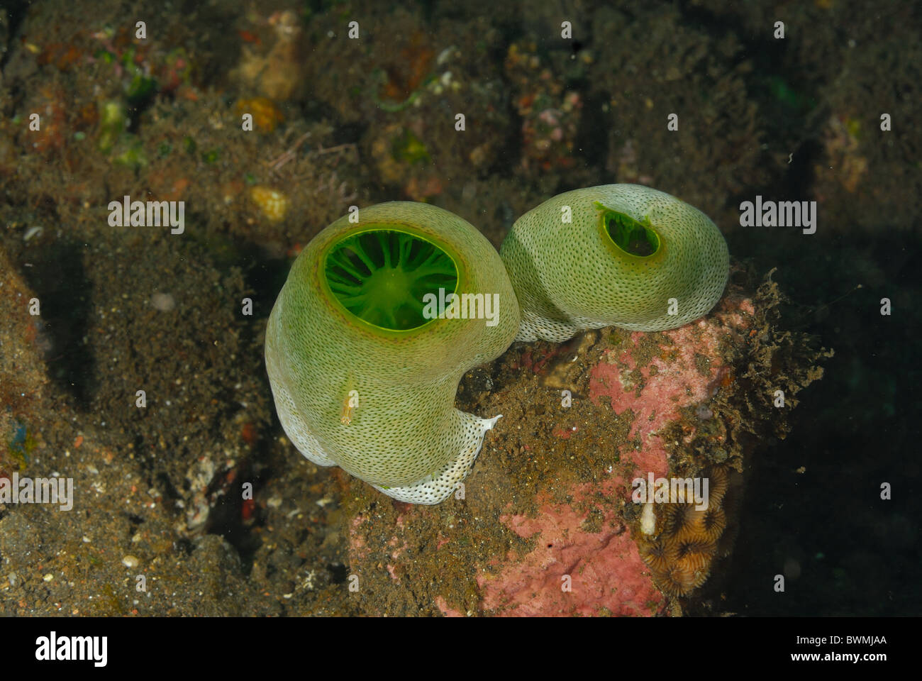 Les colonies d'ascidie Didemnum molle, Tulamben, Bali, Indonésie, Asie Banque D'Images