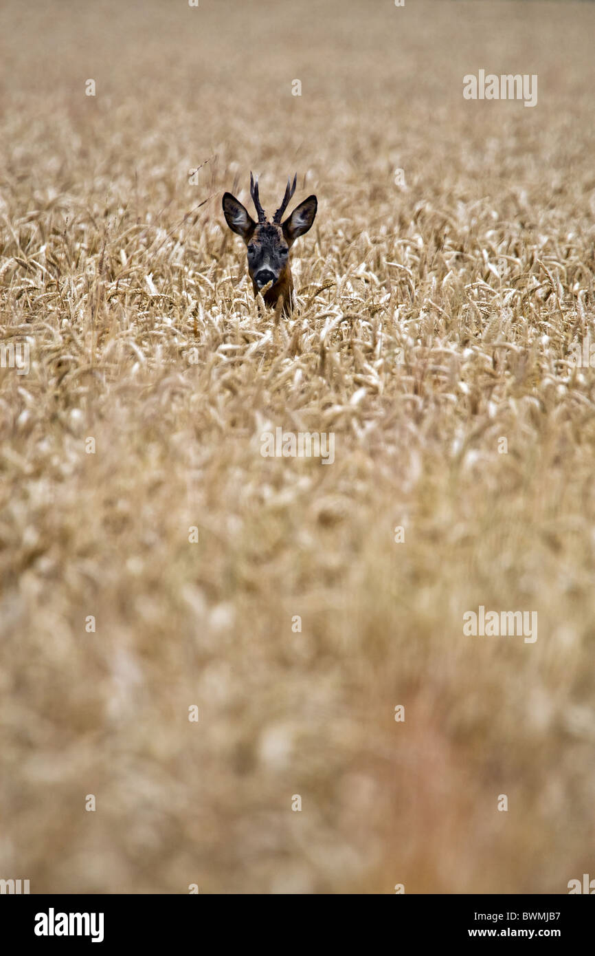 Un roe deer Buck mature avec panache dans un champ de blé sur les terres agricoles. Cela a été pris à la fin de l'été - la récolte de blé est près de prêt Banque D'Images