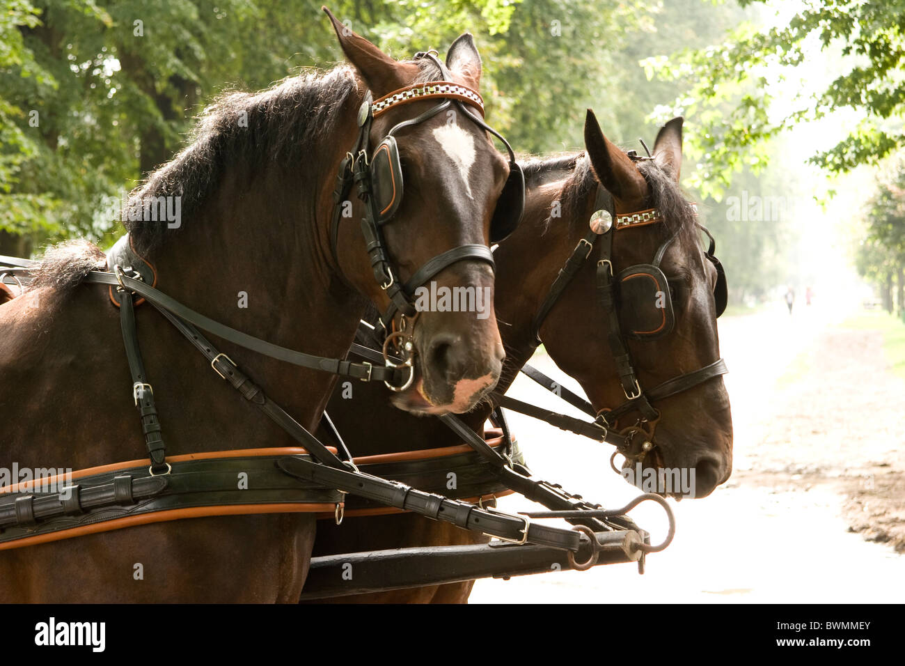 Portrait de deux chevaux dans Big Bay Janow Podlaski Août 2010 Banque D'Images