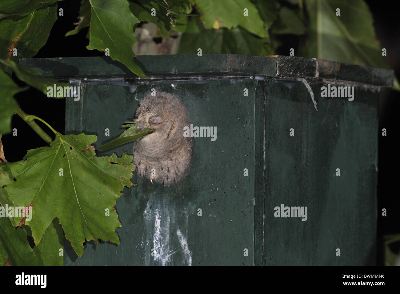 Scops owl - hibou scops eurasien - (Otus scops européenne scops) chick avaler de grandes proies Banque D'Images