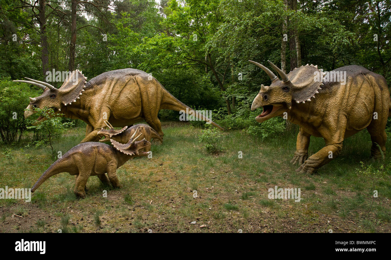 Trois dinosaures dinosaure - Zuniceratops en milieu naturel Banque D'Images