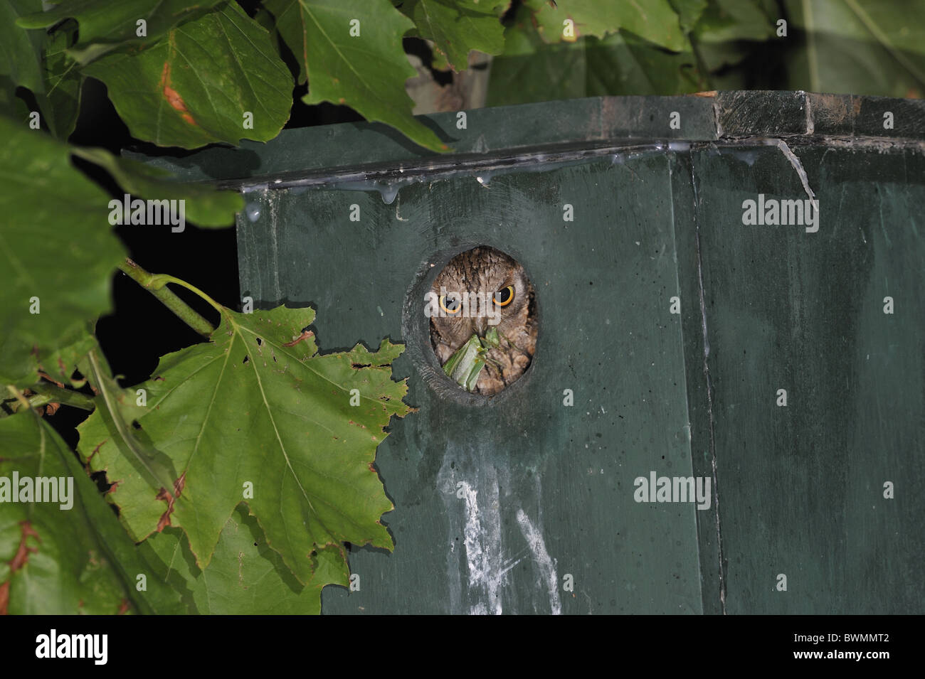 Scops owl - hibou scops eurasien - (Otus scops européenne scops) des profils à l'entrée au nichoir avec les proies dans le projet de loi Banque D'Images