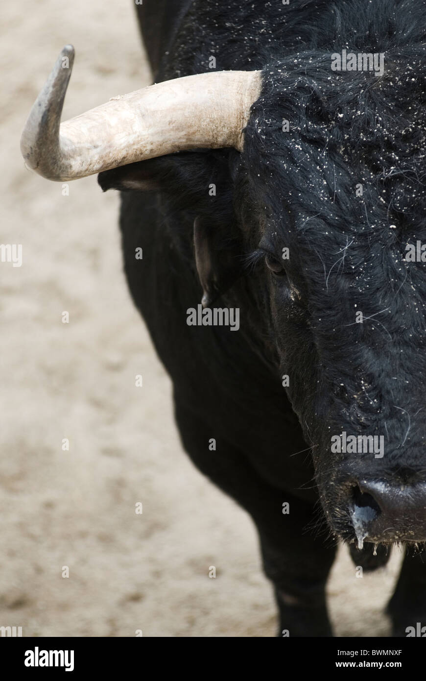 Corrida dans les arènes de Las Ventas. Madrid . Espagne Banque D'Images