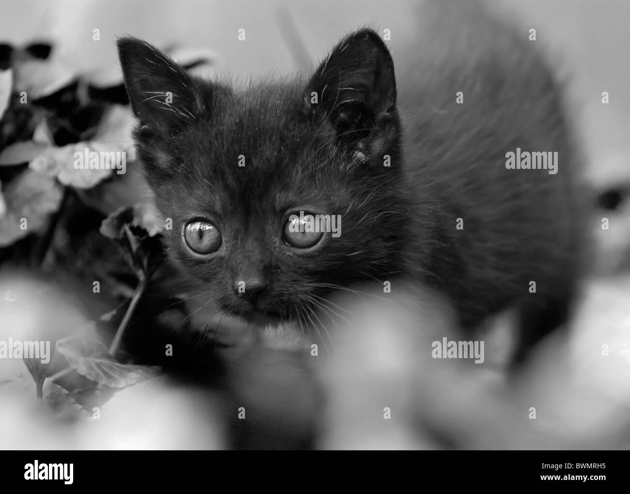 Joli Bebe Chat Banque D Images Noir Et Blanc Alamy