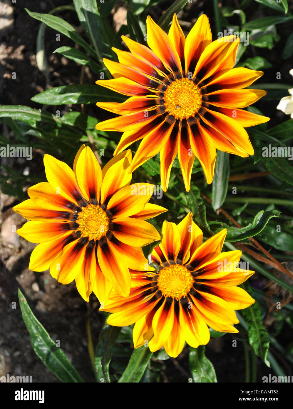 Fleurs colorées au printemps avec un bouquet et d'excellents parcs et jardins d'embellir homes Banque D'Images