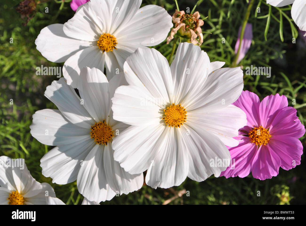 Fleurs colorées au printemps avec un bouquet et d'excellents parcs et jardins d'embellir homes Banque D'Images