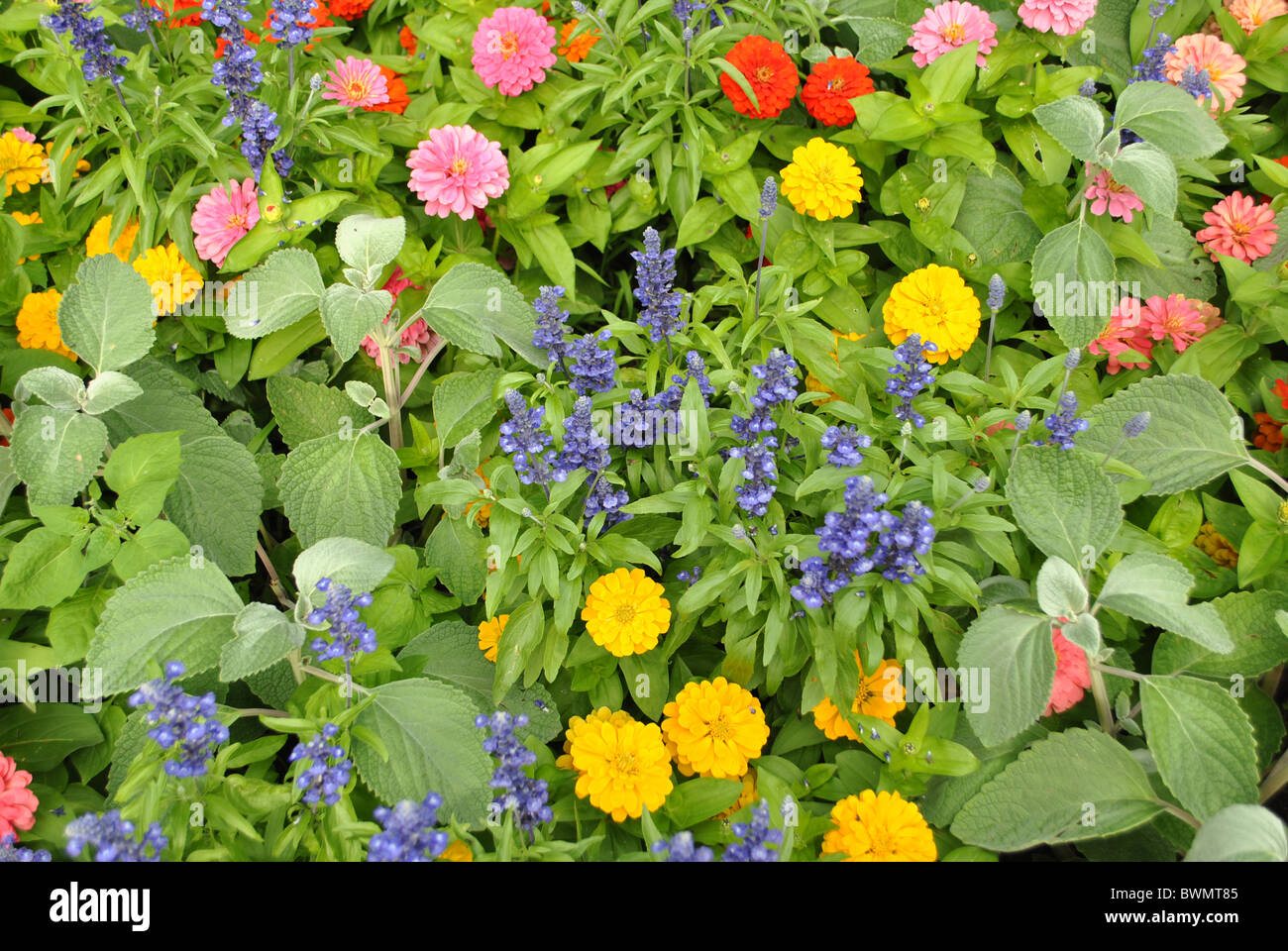 Fleurs colorées au printemps avec un bouquet et d'excellents parcs et jardins d'embellir homes Banque D'Images