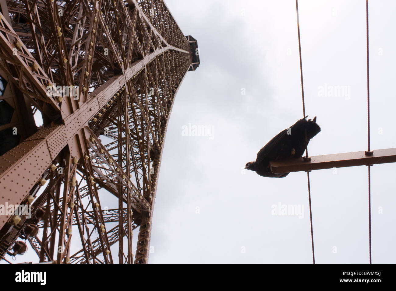Close up detail haut de la section du 3ème étage de la Tour Eiffel Paris France avec pigeon Banque D'Images