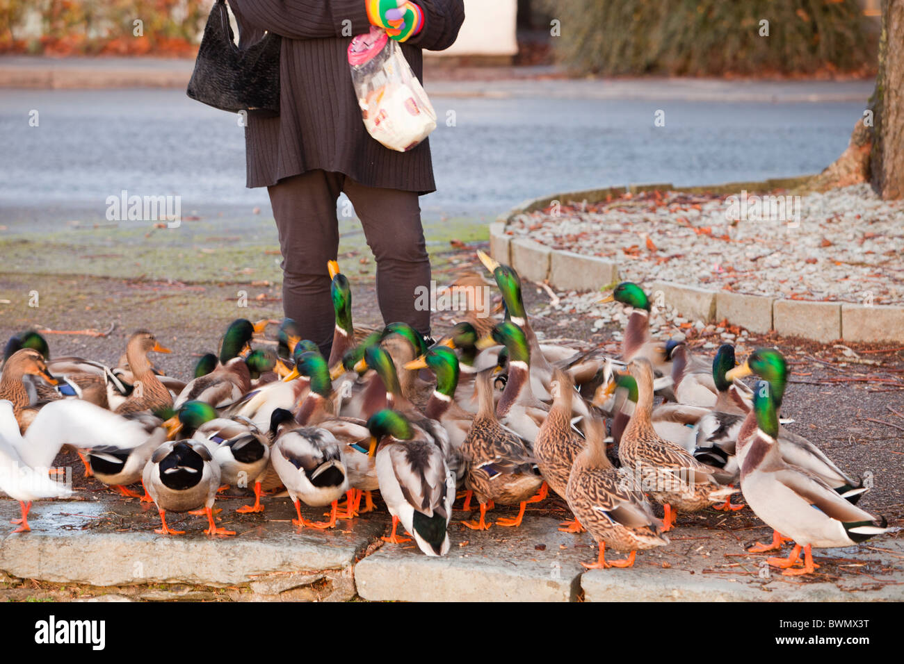 Une femme se nourrir les canards colverts sur les rives du lac Windermere à Ambleside, Cumbria, Royaume-Uni. Banque D'Images