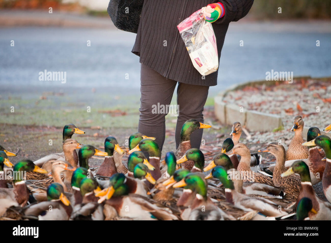 Une femme se nourrir les canards colverts sur les rives du lac Windermere à Ambleside, Cumbria, Royaume-Uni. Banque D'Images