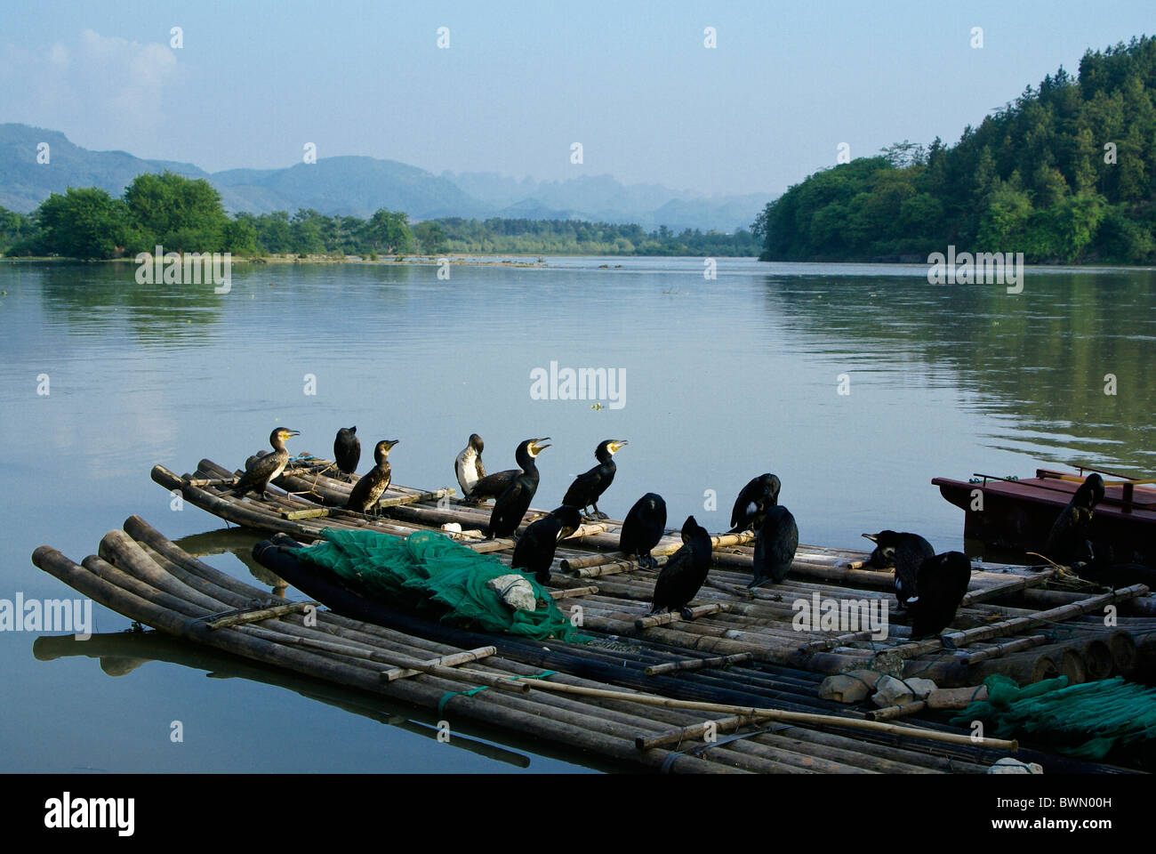 Cormorans sur des radeaux de bambou, de la rivière Li, Daxu, Guangxi, Chine Banque D'Images