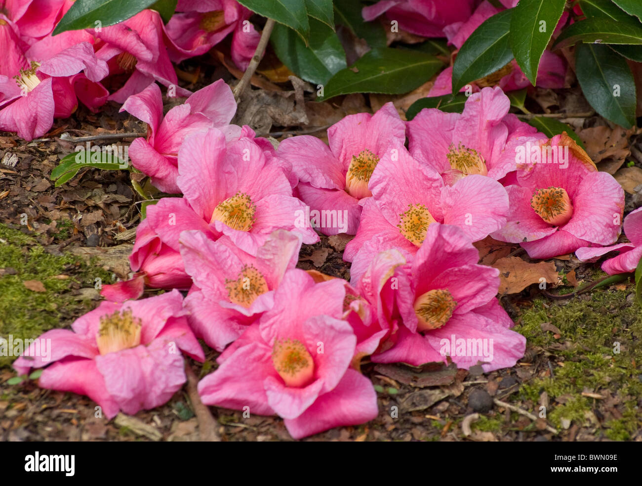 Camellia 'Rose Parade' fleurs tombés Banque D'Images