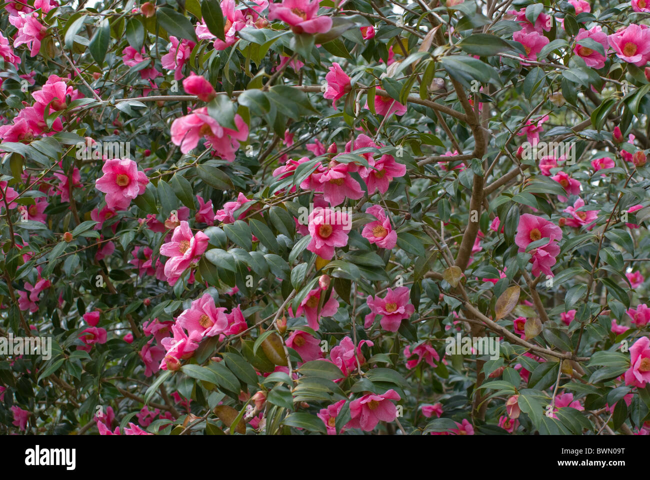 Camellia 'Rose Parade' Banque D'Images