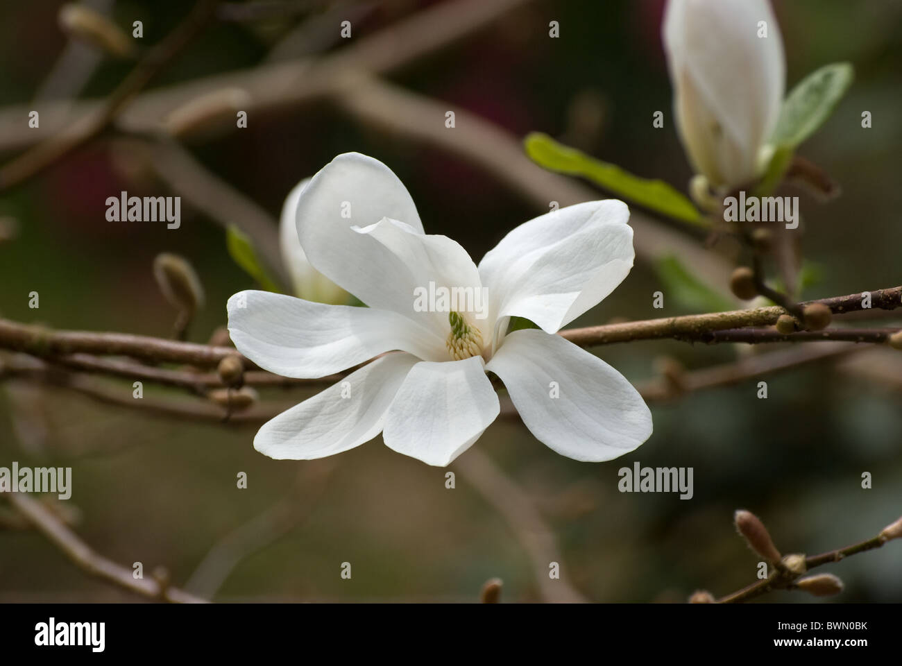 Magnolia x loebneri 'Merrill' Banque D'Images