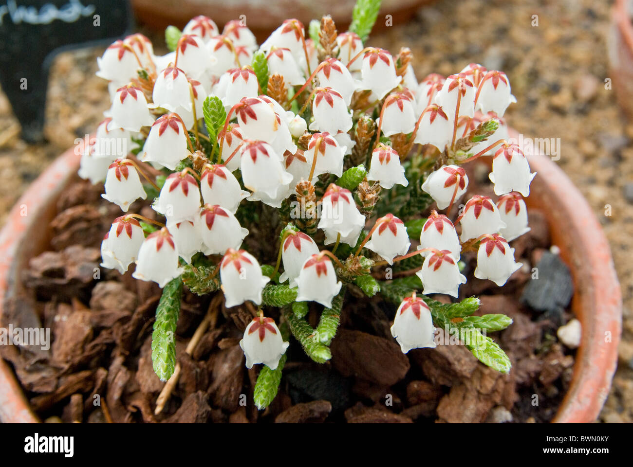 Cassiope Muirhead Banque D'Images