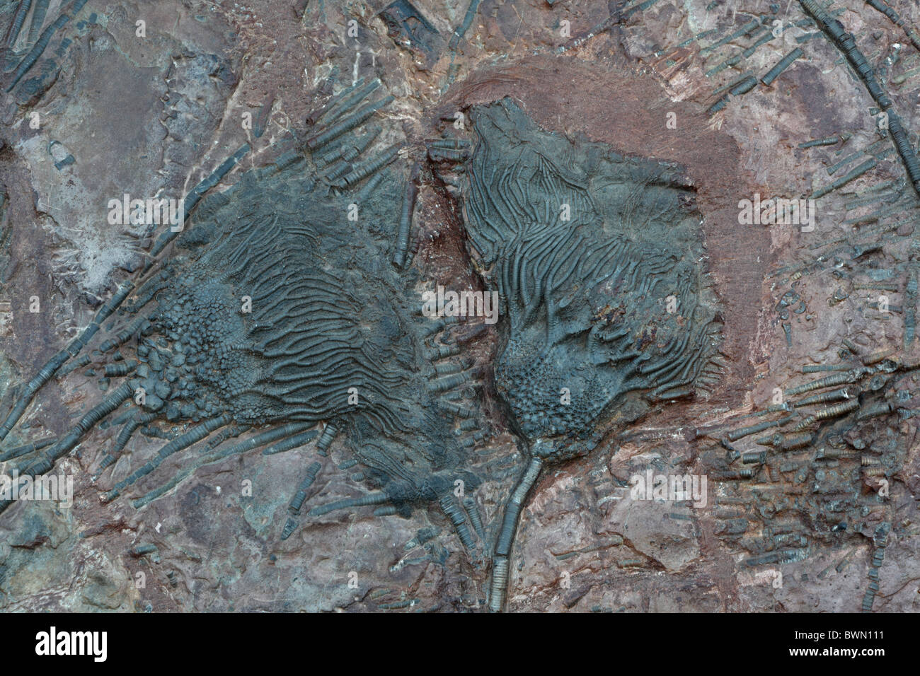 Crinoïde fossile - Siphocrenite sp. L'Ordovicien - Maroc - Banque D'Images