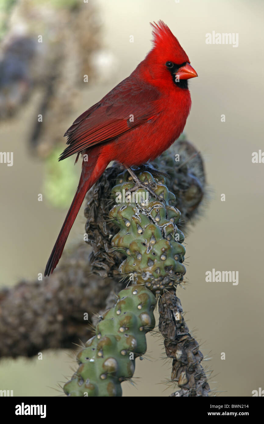 Cardinal rouge (Cardinalis cardinalis) - Arizona - Hommes - Perché Banque D'Images