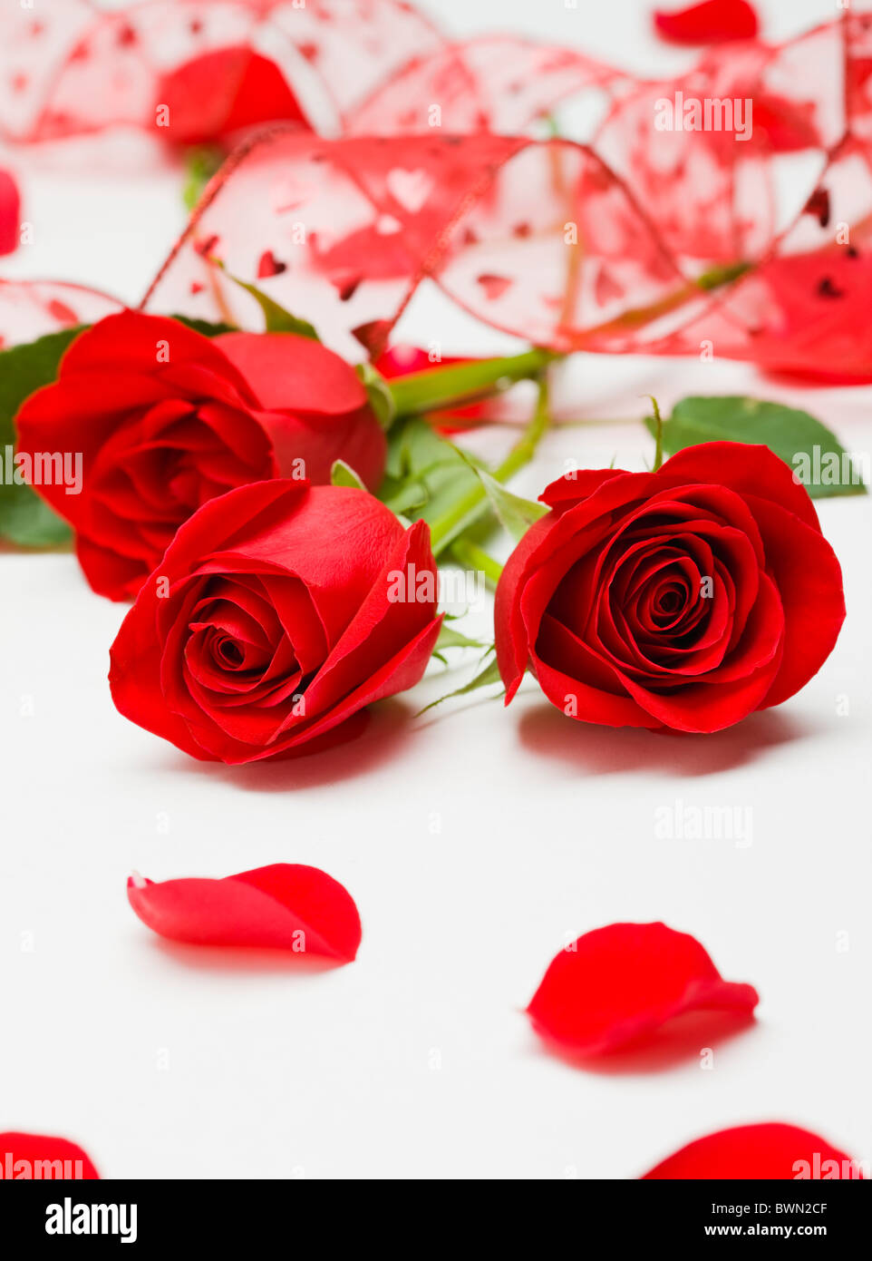 Close-up of red roses et ruban rouge Banque D'Images