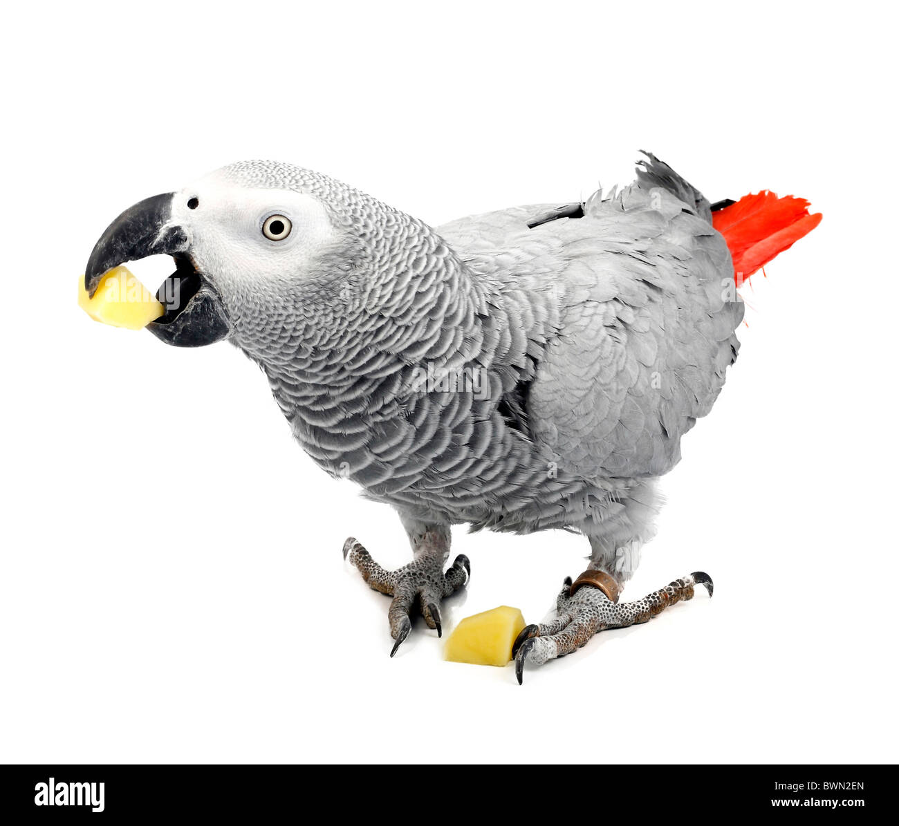 Perroquet Jaco et morceaux de pommes de terre crues Banque D'Images