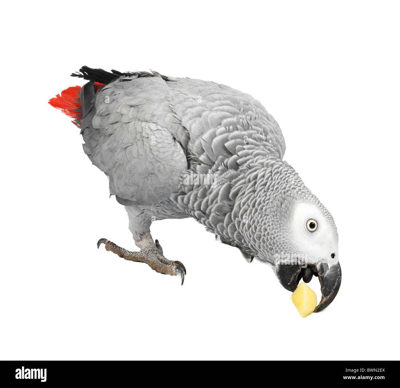 Perroquet Jaco et morceaux de pommes de terre crues Banque D'Images