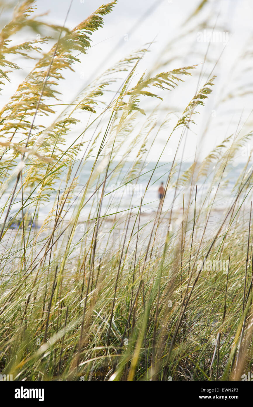 USA, Floride, Saint Pete Beach, l'herbe pousse d'avoine de la mer sur la plage Banque D'Images