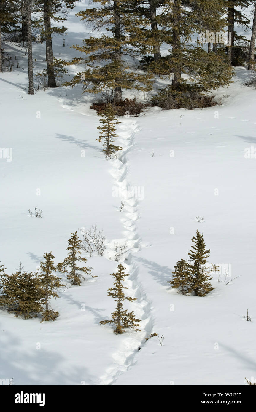 Paysage d'hiver de pins scène en plein air, Lake Louise, Alberta, Canada. Banque D'Images