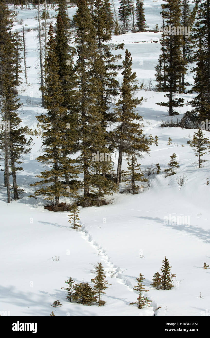Paysage d'hiver de pins scène extérieure. Banque D'Images