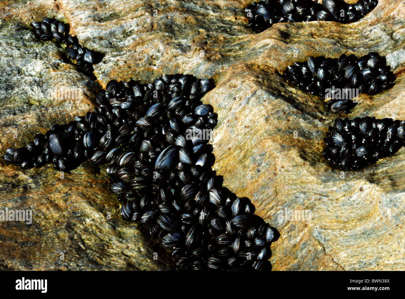 Europe Espagne Galice Moules Moules Bebe Rock Roches Aliments Comestibles Reproduction Delicatesse Eatings Palourdes Photo Stock Alamy