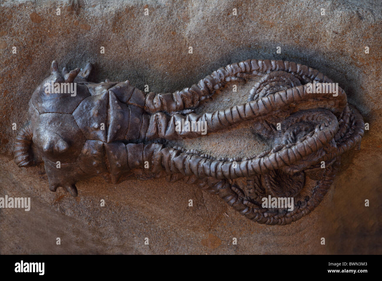 Crinoïde fossile (Jimbacrinus bostocki) - Début du Permien - Gascoyne Junction - Ouest de l'Australie Banque D'Images