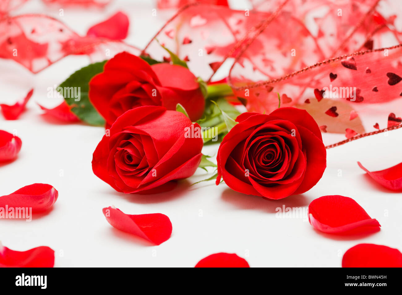 Close-up of red roses et ruban rouge Banque D'Images