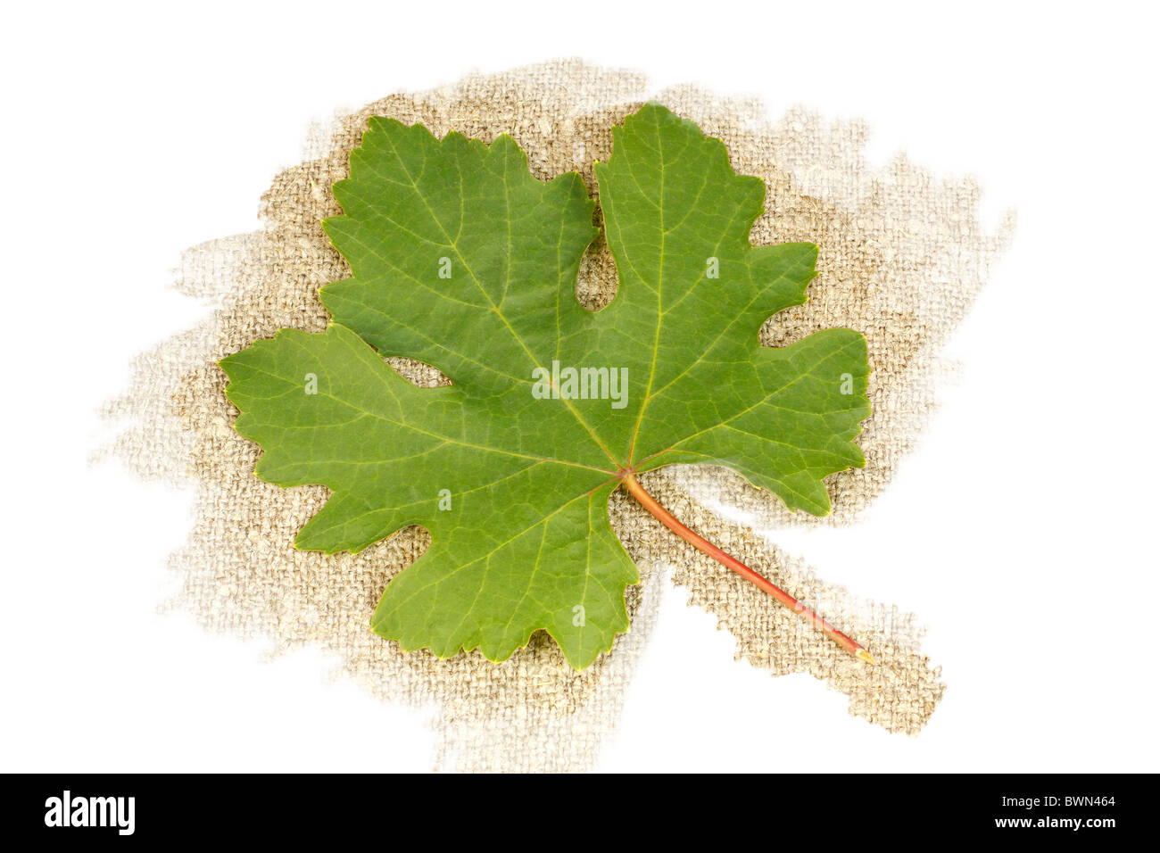 Grape leaf sur un arrière-plan de la toile de jute Banque D'Images