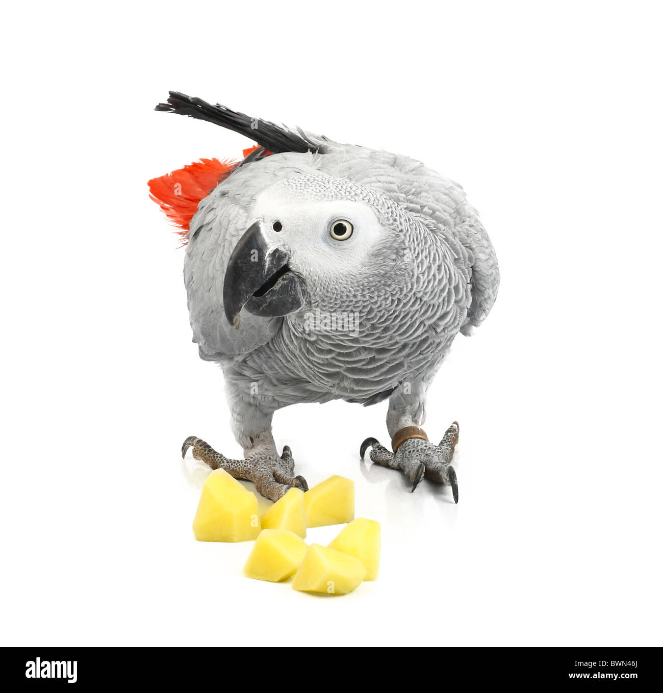 Perroquet Jaco et morceaux de pommes de terre crues Banque D'Images