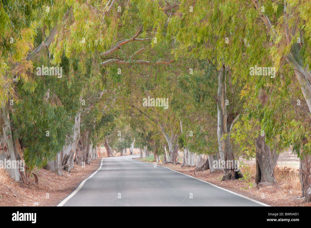 Route avec des arbres Banque D'Images