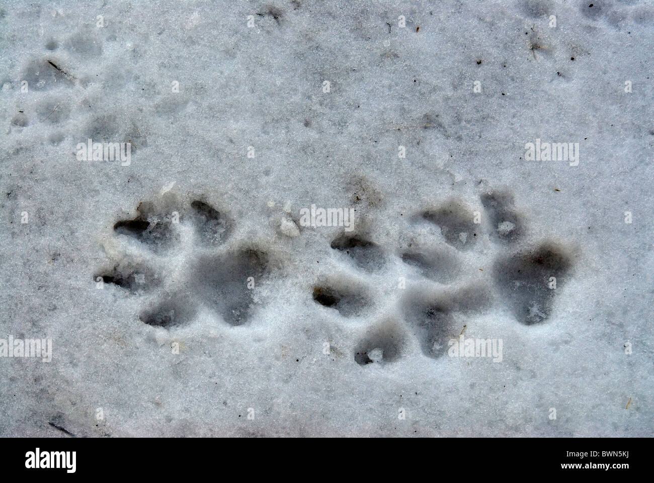 Empreintes de loup Banque de photographies et d’images à haute