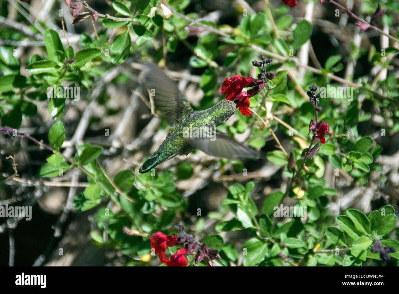 Calypte costae Colibri Costa fleur oiseau battant Banque D'Images