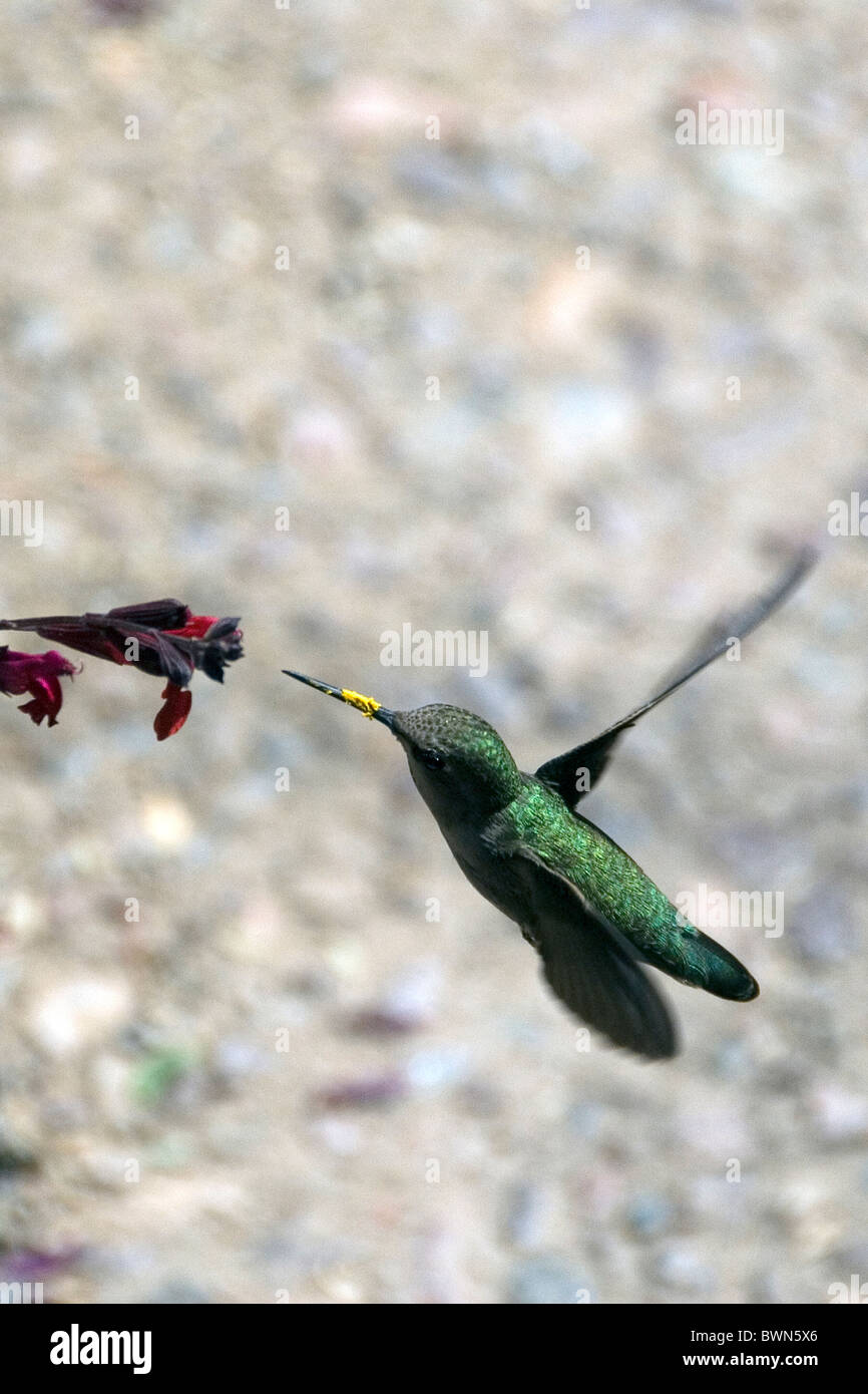 Calypte costae Colibri Costa fleur oiseau battant Banque D'Images