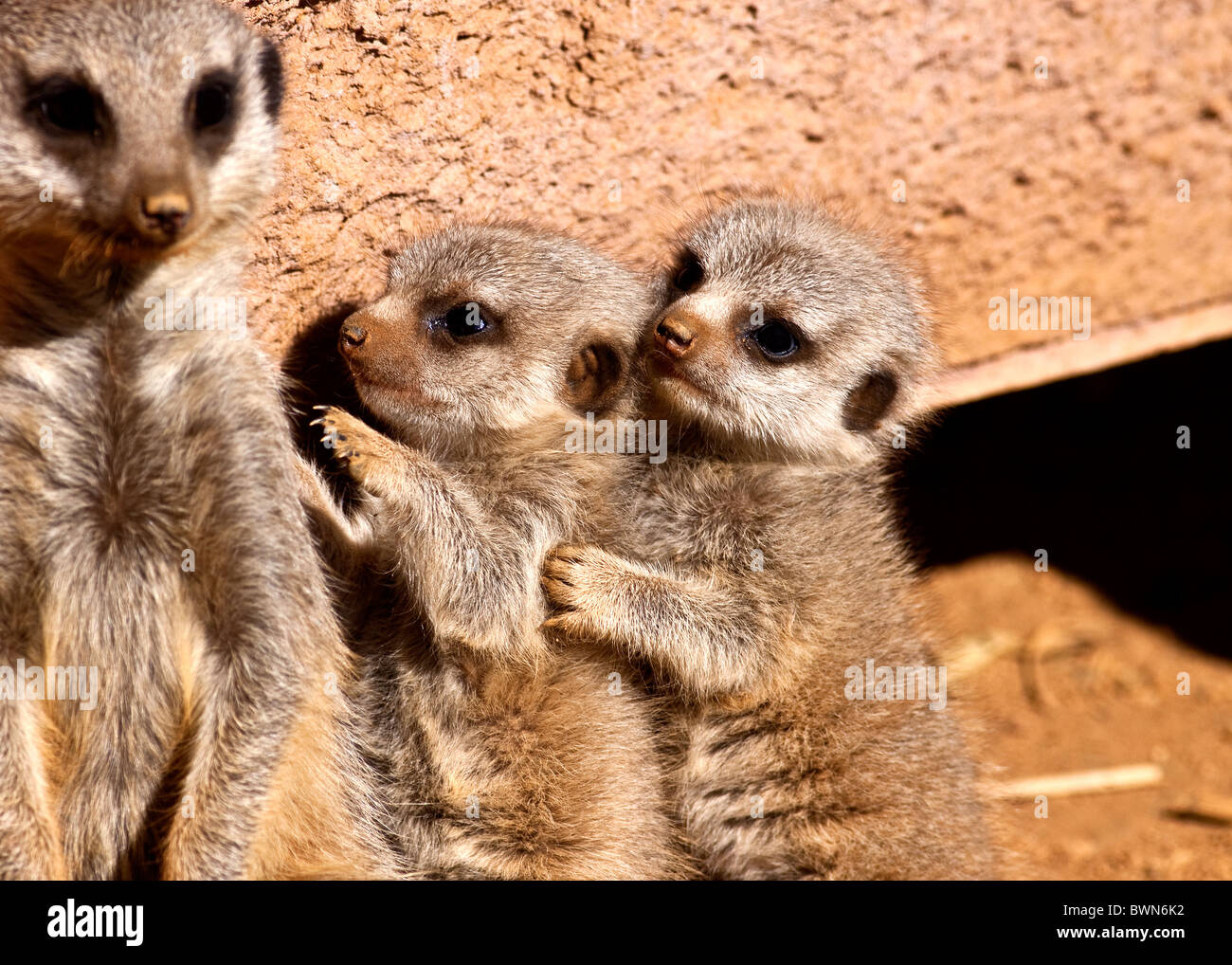 Meerkat bébé câlin Banque D'Images