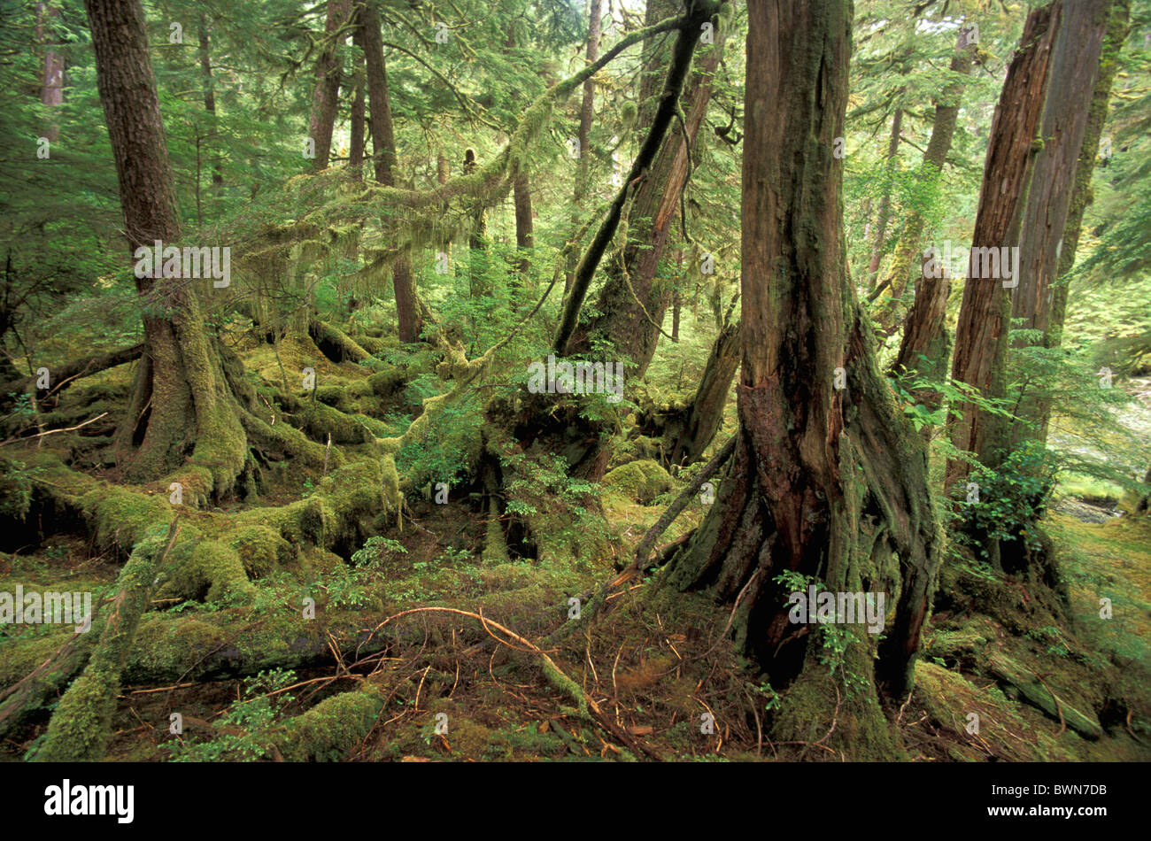 Canada Amérique du Nord Amérique latine Europe forêt tropicale du parc national Gwaii Haanas Queen Charlotte Islands British Co Banque D'Images