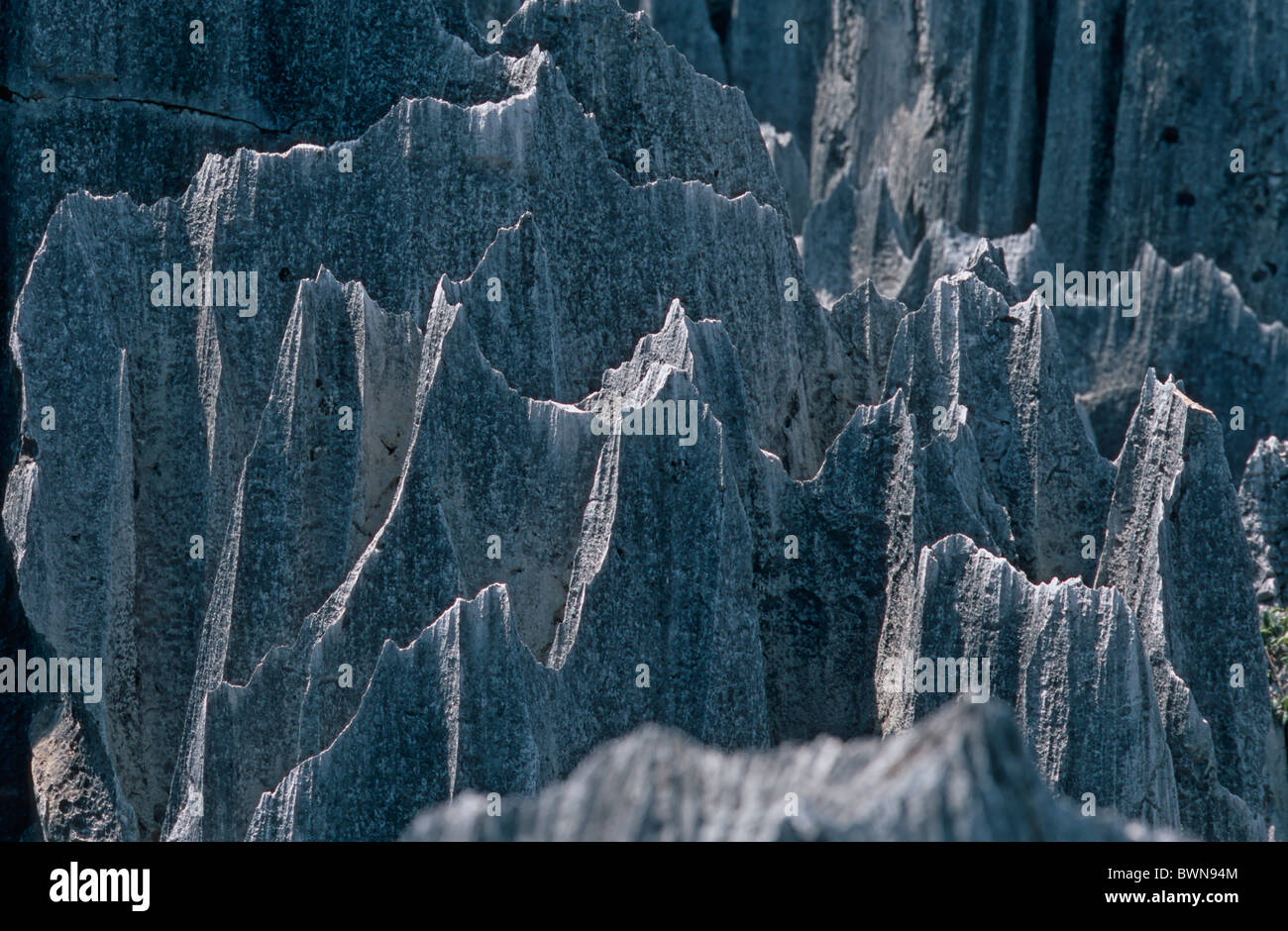 Forêt de pierre de Shilin Asie Chine Kunming Yunnan, l'érosion des formations karstiques du paysage rock rocky pinnac Banque D'Images