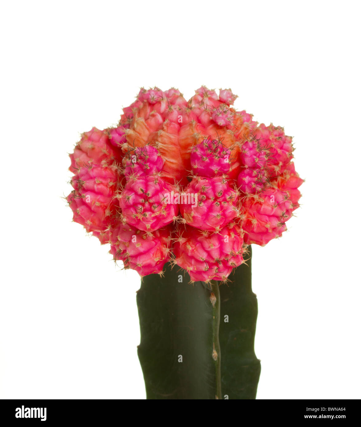 Cactus rouge isolé Banque D'Images