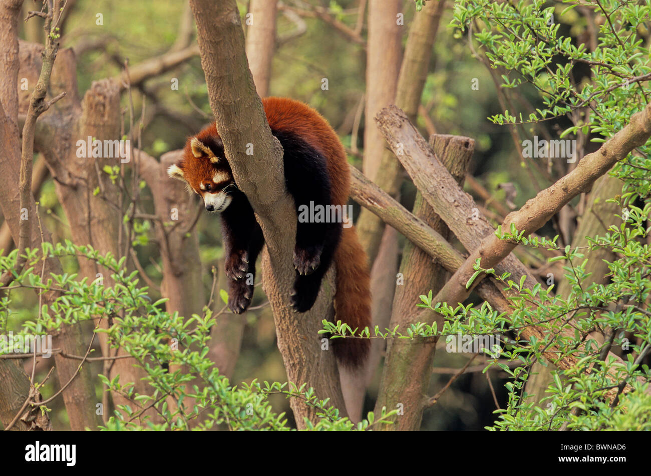 Lesser Panda Ailurus fulgens Panda rouge Sichuan Wolong Chine Asie un animal dormir arbres funny humour carnets Banque D'Images