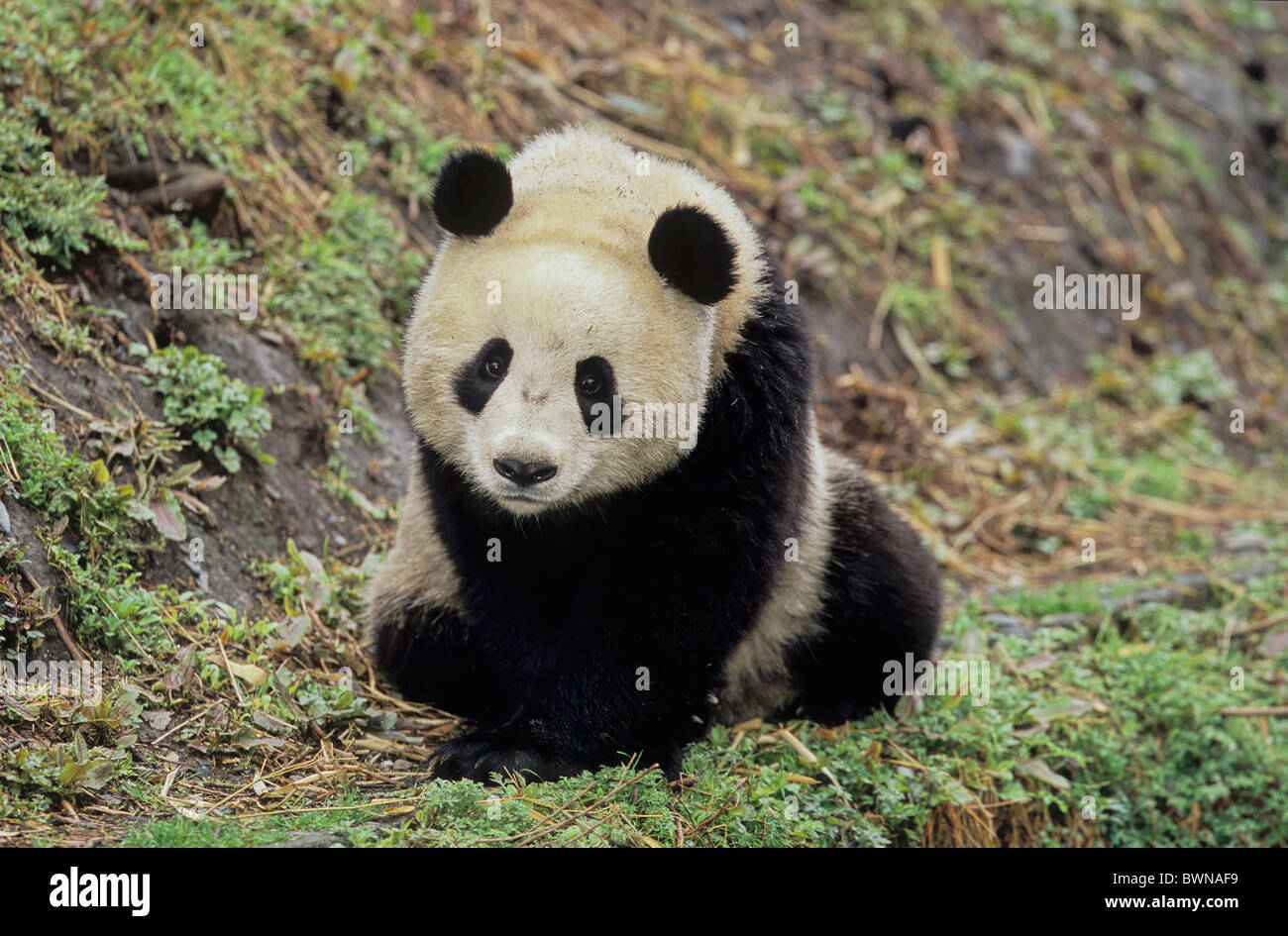 Panda géant Ailuropoda melanoleuca Asie Chine Sichuan Wolong Giant panda du Sichuan l'homme et la biosphère Sanctuaires Banque D'Images