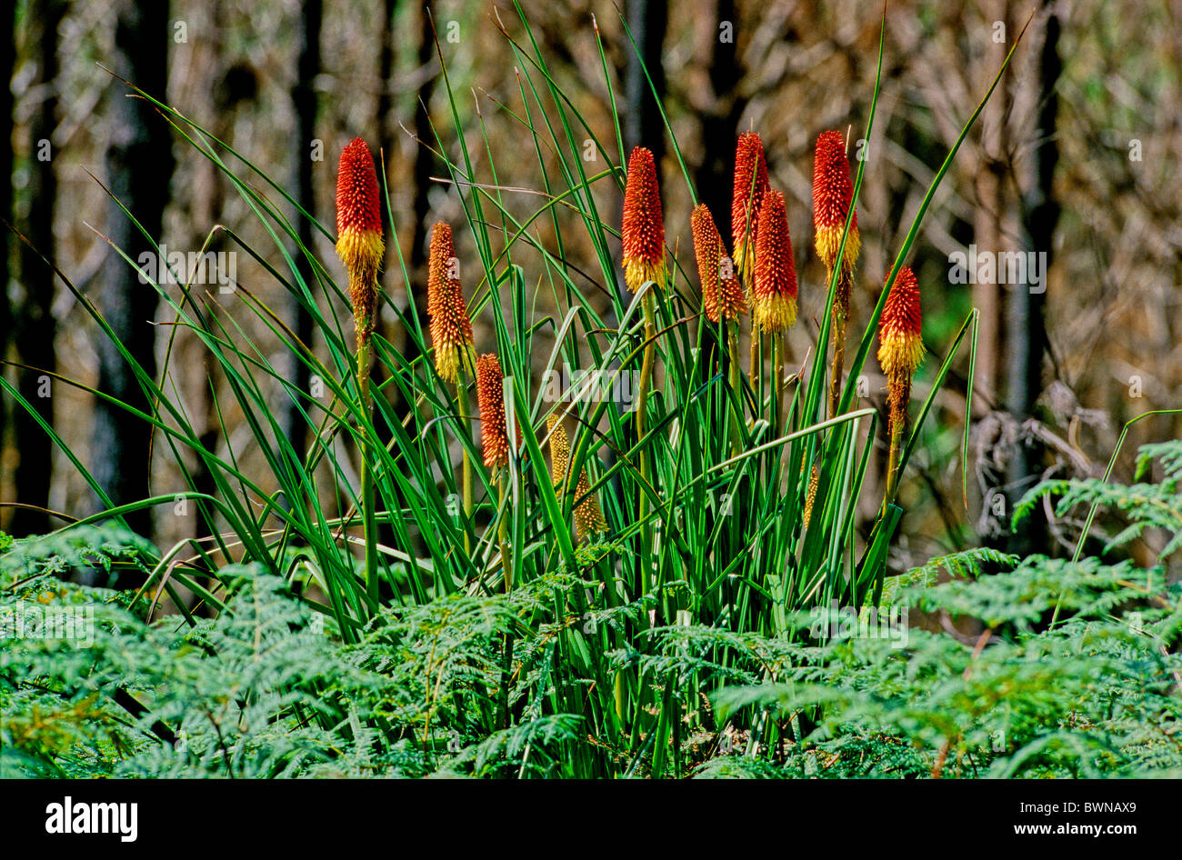 Red Hot poker Tritoma Kniphofia Caulescens lily Torche Tsitsikamma Liliaceae plante d'Afrique du Sud Garden Route p Banque D'Images