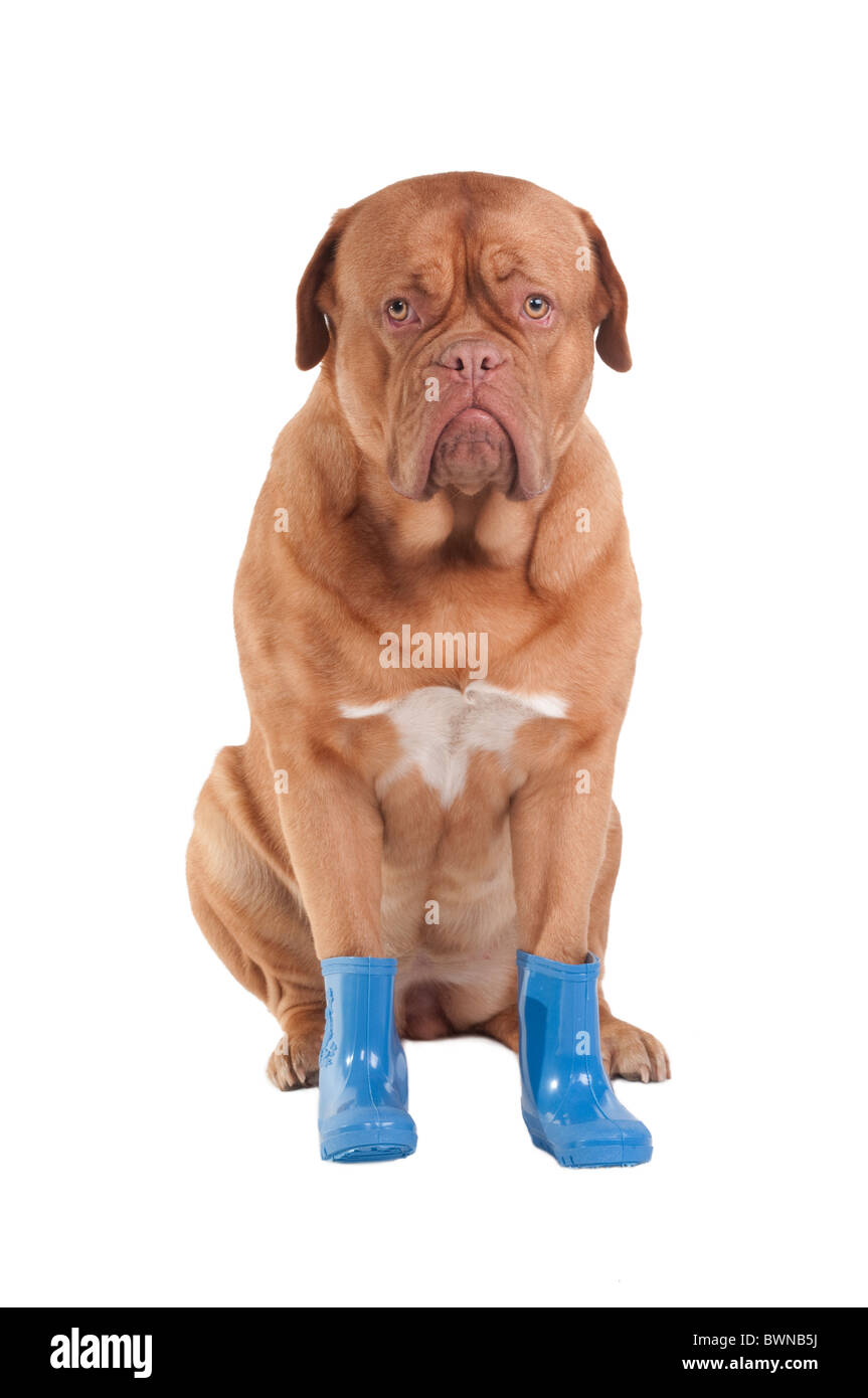 Portrait de dogue de Bordeaux en bottes bleu Photo Stock - Alamy
