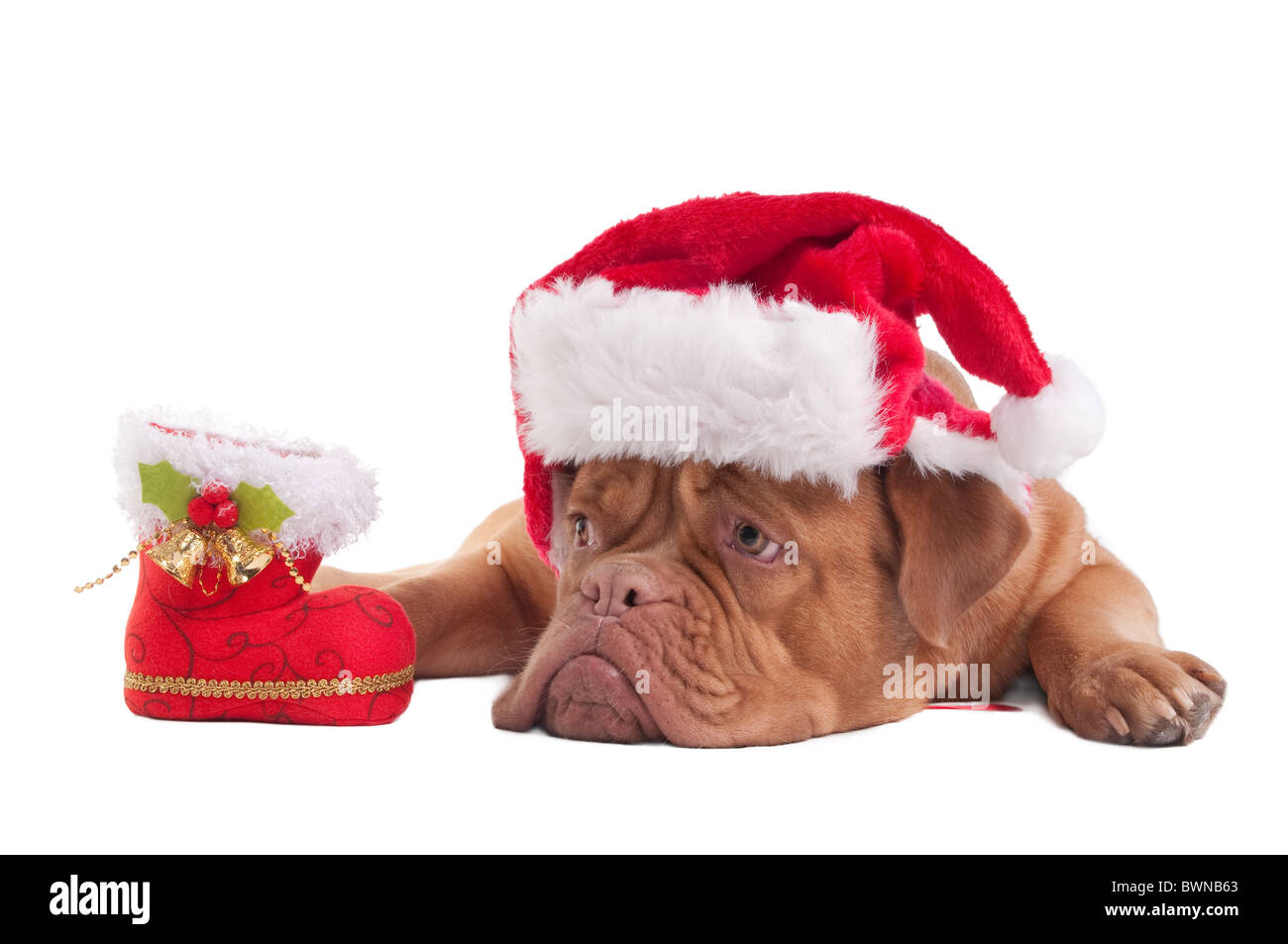 Dogue de Bordeaux chiot avec chapeau de Noël et cadeau de Noël Boot Banque D'Images Dogue de Bordeaux chiot avec chapeau de Noël et cadeau de Noël Boot Banque D'Images