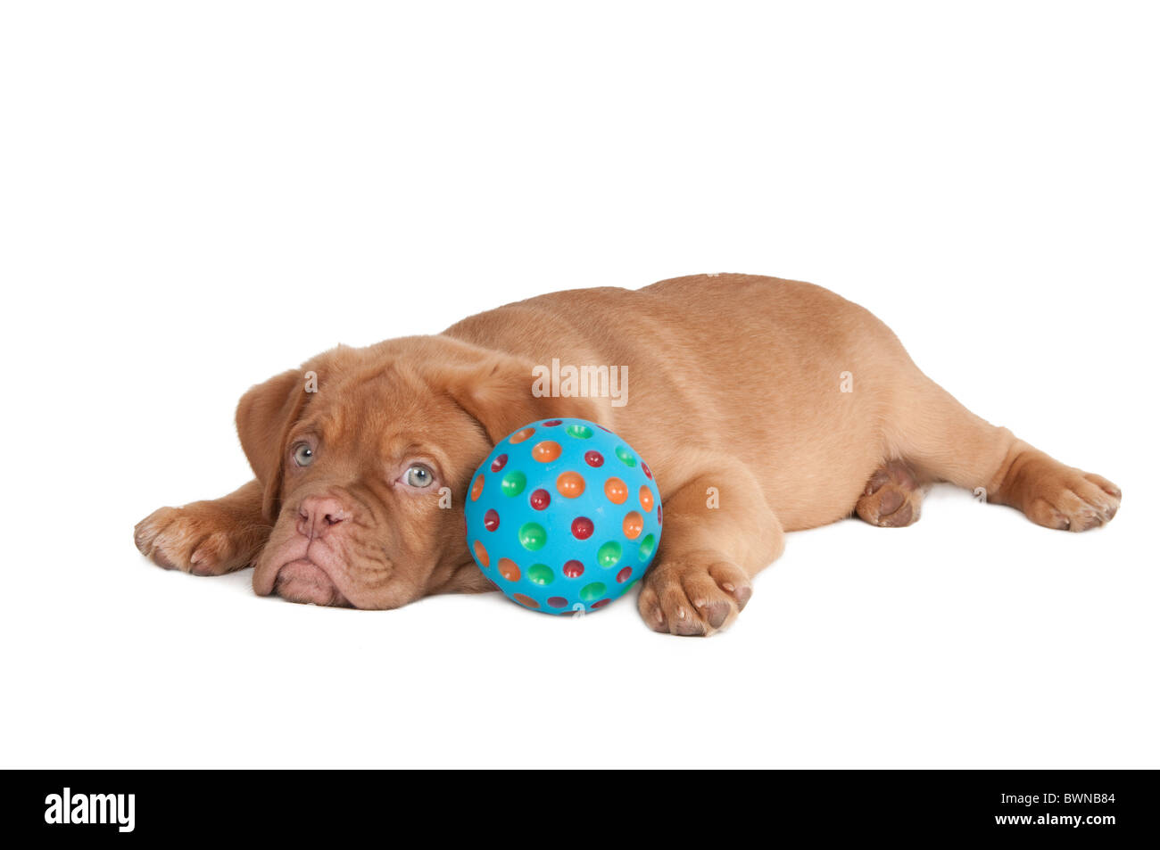 Chiot couché fatigué après avoir joué avec une boule bleue Banque D'Images