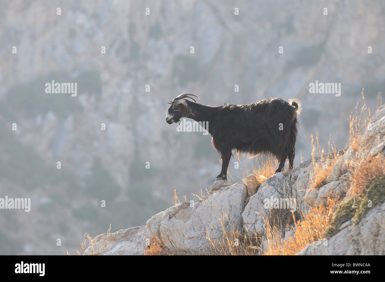 Close-up of a goat on rock Banque D'Images