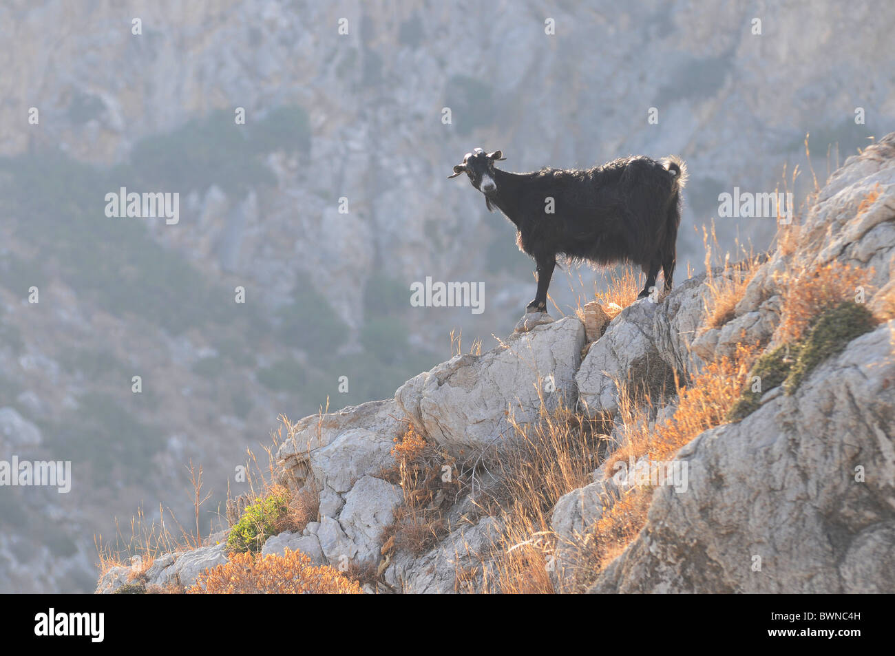 Chèvre sur les rochers des montagnes de Crète Banque D'Images