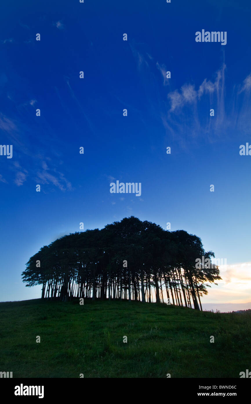 Hêtre circulaire copse, Devon, UK Banque D'Images
